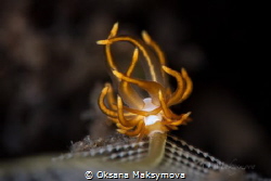 Nudibranch Trinchesia acinosa by Oksana Maksymova 